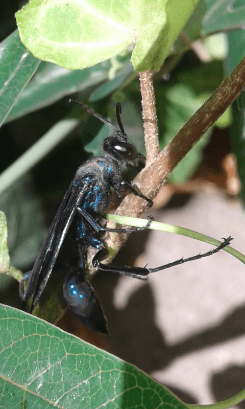 Chalybion sp. (Sphecidae), forse C. californicum? S.